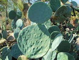 Discover cold hardy and spineless varieties. Giant Prickly Pear Cactus Opuntia Robusta Also Called Nopal Tapon Bartolona Silver Dollar Prickly Pear Dinner Pflanzen Garten Und Outdoor Pflanzenblatter