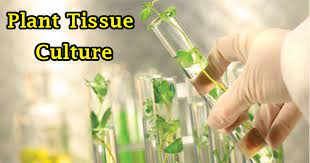 Maybe you would like to learn more about one of these? Plant Tissue Culture Biotechnology Microbe Notes