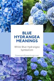 Check spelling or type a new query. Blue Hydrangea Meaning And Symbolism Flowersandflowerthings In 2021 Blue Hydrangea Blue Plants Unusual Flowers