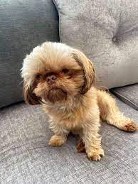 2021 satilik shih tzu fiyatlari panosundaki pin