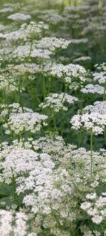 Pin On Flowers