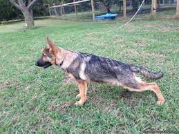 Akc german shepherd puppies, jacksonville, nc. Akc German Shepherd Puppy 16 Weeks Old For Sale In Glendon North Carolina Classified Americanlisted Com