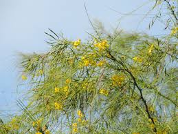 Image result for Parkinsonia aculeata