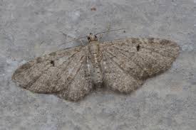 Image result for Eupithecia actaeata
