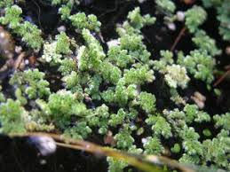 Image result for Azolla filiculoides