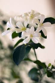 Bunga dengan nama latin murraya paniculata. 42 Bunga Kemuning Ideas Flowers Plants Beautiful Flowers