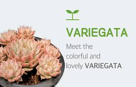 It is also known as a white chenille plant because it has a silver, velvety coating (farina) to protect it from the intense sun of its rocky habitats. Korea Succulent Baramkkot