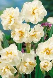 Narcissus Sir Winston Churchill Daffodil Bulbs Daffodil Bulbs Spring Flowering Bulbs Daffodils