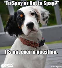 It S National Spay Neuter Month Share One Of Our Awesome Memes Spayandneuter Animals Pets Animal Advocacy