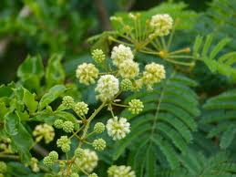 Image result for Acacia schweinfurthii