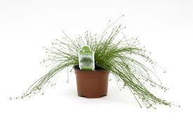 Image result for Isolepis