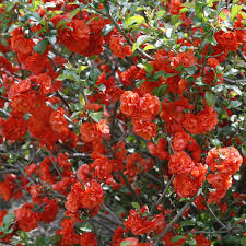 How to care for double take scarlet storm flowering quince. Double Take Orange Chaenomeles Spring Meadow Wholesale Liners Spring Meadow Nursery