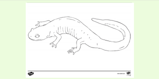 Kids will love reading about frogs and then making a fun frog coloring page to go along with it. Amphibian Colouring Page Primary Resources Teacher Made