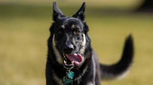 Include (or exclude) results marked as nsfw. White House Pets From Adorable To Very Weird Cbs News