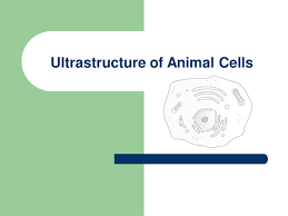 • it is multiple choice. Animal Cell Structure And Function Powerpoint Teaching Resources