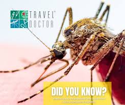 Image result for Yellow Fever