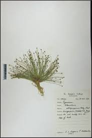Image result for Eleocharis atropurpurea