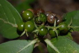 Image result for Pavetta cataractarum