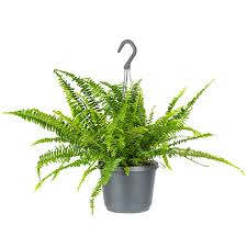 De l'ombre et de l'humidité ? Fougere Frisee Nephrolepis Green Lady Plante D Interieur En Pot Suspendu O17 Cm H20 Cm Boutique Jardinitis
