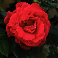 Check spelling or type a new query. Rosa Fiori Hd Mobile Wallpaper Peakpx
