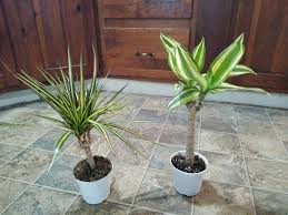 Image result for Dracaena steudneri