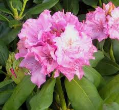 A Hardy Rhododendron With Clear Pink Spring Blooms Backed By Green Evergreen Foliage This Reliable Blooming Variety Ha Spring Blooms Rhododendron Pink Spring