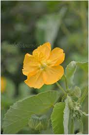 3 Top Medicinal Uses Of Abutilon Indicum Thuthi Keerai Gum Disease Treatment Gum Disease Cure Plants