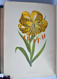 Order flowers online from your florist in bowling green, ky. Greenhouse Favourites A Description Of Choice Greenhouse Plants With Practical Directions For Their Management And Cultivation By Shirley Hibberd Editor Very Good Decorative Cloth Ecbooks