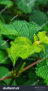 Image result for Boehmeria macrophylla