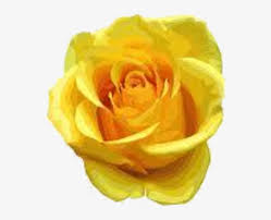 45,054 free images of yellow flowers. Yellow Rose Clipart One Single Yellow Rose Flowers Png Transparent Png 750x500 Free Download On Nicepng