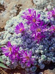 Image result for Nananthus vittatus