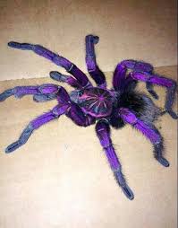 Tarantula Yiyeceksiz Uzun Sure Yasayan Bir Canli Hayvan Hayvanlar Kelebekler