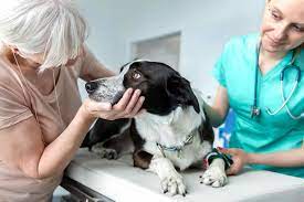 Niereninsuffizienz Beim Hund Ursachen Symptome Behandlung Petou De