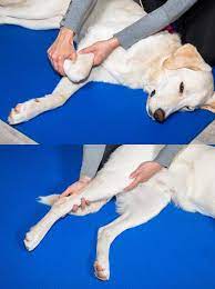 How To Massage A Dog In 3 Different Ways Daily Sore Muscles Anxiety
