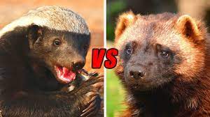 Maybe you would like to learn more about one of these? Honey Badger Vs Wolverine Who Would Win Youtube