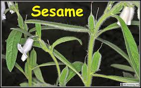 Sesame will grow to a height of approximately 3', with narrow dark leaves and tubular flowers which can be white, pink, lavender or light blue. Sesame