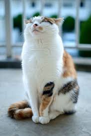 23 Seltsame Schlafende Katzen Patiliyo Hashtags 2020 Sevimli Kedi Yavrulari Sevimli Kediler Hayvanlar