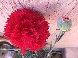 Home And Garden How To Grow Carnation Plant Carnation Plants Carnations Fragrant Flowers