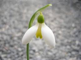 Now many flowers have brown centers (zone ,7b). Visiting A Snowdrop Collection Shade Garden Snowdrop Flower Planting Flowers