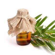 5 Ways To Kill Mold And Mildew Naturally Tea Tree Oil For Acne Mold Remover Tea Tree Oil