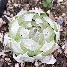 Image result for Haworthia