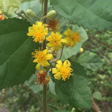 Enter your zip code to find your hardiness zone and to see which trees and plants are compatible with your area. River S Organic Fruit Trees Home Facebook
