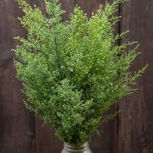 Image result for Artemisia sp.no.1