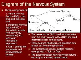 Learn vocabulary, terms and more with flashcards, games and other study tools. The Nervous System Diagram Of The Nervous System