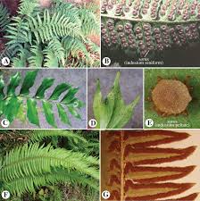 Image result for Pteridaceae