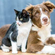 Maine new england mount desert island small lake o canada lake life science and nature wonderful places beautiful creatures pet birds. Bangor Humane Society Pet Adoption Volunteer Donate Bangor Maine
