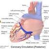 It is a diagonal artery simply because it runs diagonally the exact number of arteries in any one person are determined by genetics. 1