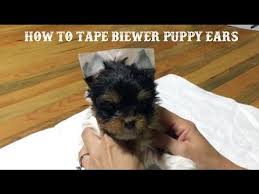 We did not find results for: Here Is A Quick Video About How To Tape Floppy Biewer Terrier Puppy Ears It Is Very Easy All You Need Is Clear Medical Tape Puppies Yorkie Puppy Yorkie Dogs