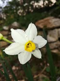 A Wild Daffodil From Syria زهرة نرجس بري من الساحل السوري Daffodils Daffodil Flower Plants