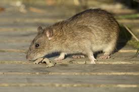 The odour in rat poison is what attracts the rats, it's strong. Pest Control Mice And Rats
